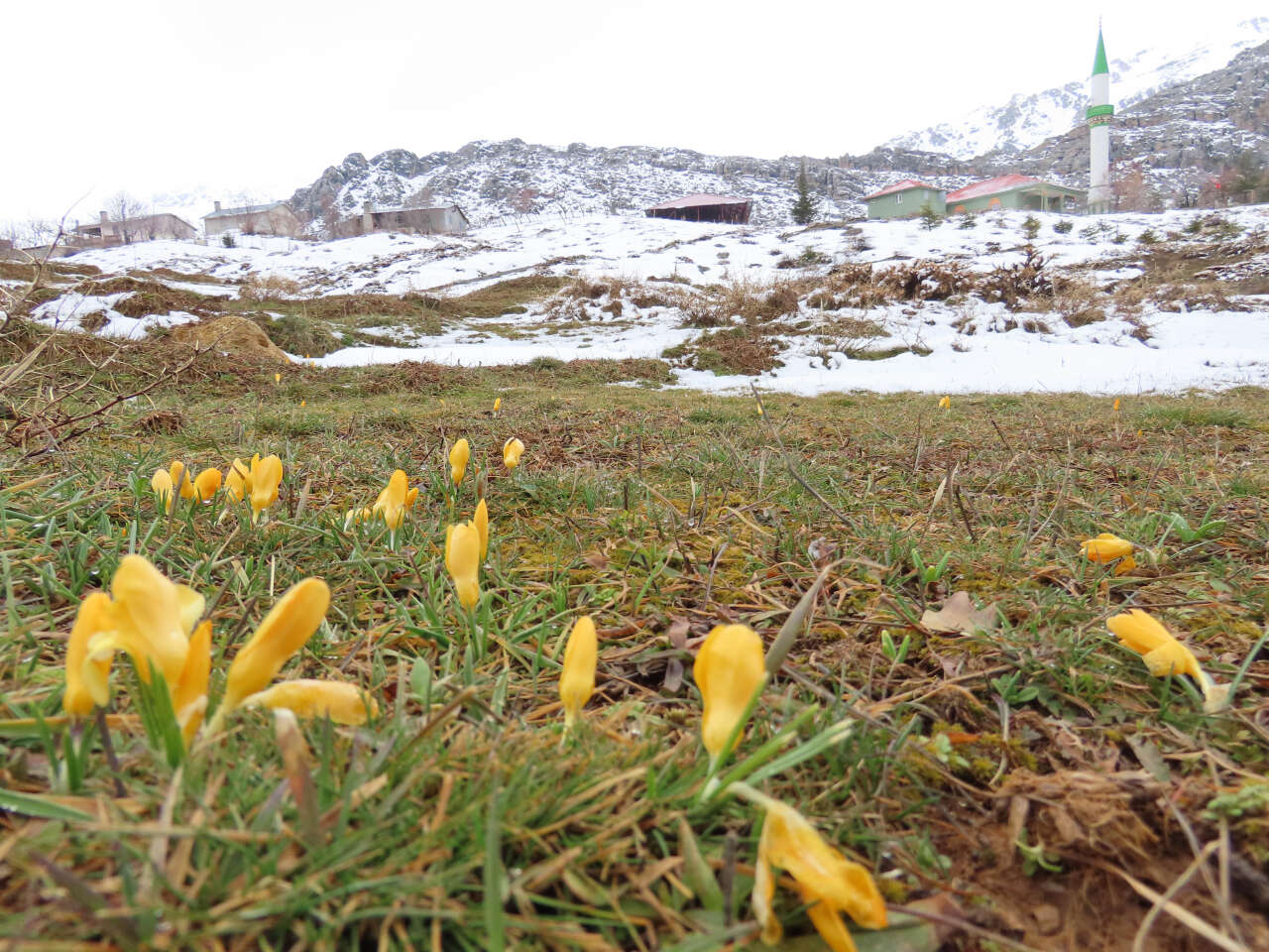Konya’nın yükseklerinde baharın habercileri kendini gösterdi 2